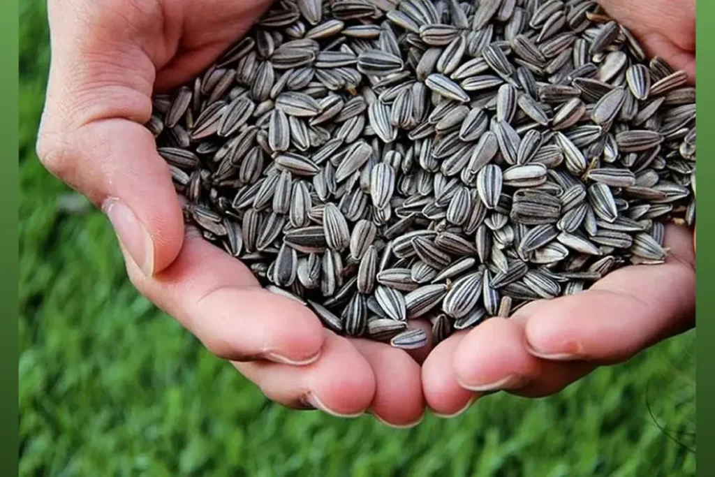 Srikar Seeds IPO